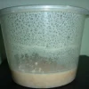 Microworm Culture (Panagrellus redivivus) Canada | Live Fry Food Starter Culture