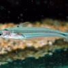 Mini Shark for Sale in Canada | Buy Pseudeutropius moolenburghae