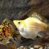 Balloon Molly (Poecilia sphenops) for Sale Canada | Peaceful Freshwater Aquarium Fish