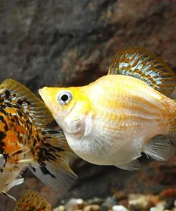 Balloon Molly (Poecilia sphenops) for Sale Canada | Peaceful Freshwater Aquarium Fish