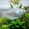 Moonlight Gourami (Trichopodus microlepis) for Sale Canada | Premium Freshwater Gourami