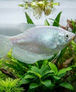 Moonlight Gourami (Trichopodus microlepis) for Sale Canada | Premium Freshwater Gourami