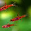 MOSQUITO (CHILI) RASBORA (Boraras sp. brigittae)