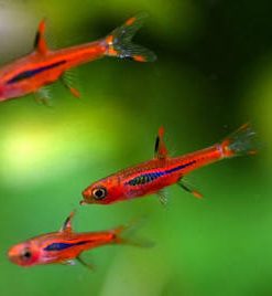 MOSQUITO (CHILI) RASBORA (Boraras sp. brigittae)