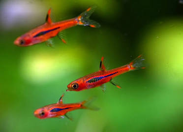 MOSQUITO (CHILI) RASBORA (Boraras sp. brigittae)
