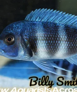 MPIMBWE FRONTOSA (Cyphotilapia gibberosa *Mpimbwe*)