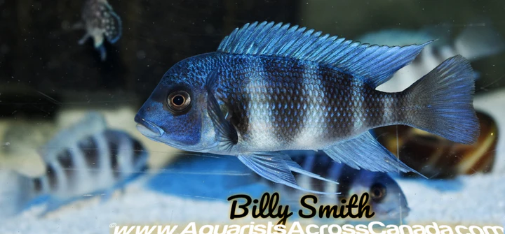 MPIMBWE FRONTOSA (Cyphotilapia gibberosa *Mpimbwe*)