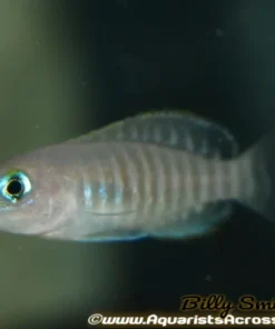 MULTIFASCIATUS (Neolamprologus Multifasciatus) 0.5-1" (1.5-2.5cm) 2405