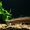 Half Banded Spiny Eel (Macrognathus circumcinctus) for Sale Canada | Dwarf Freshwater Spiny Eel