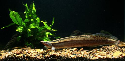 Half Banded Spiny Eel (Macrognathus circumcinctus) for Sale Canada | Dwarf Freshwater Spiny Eel