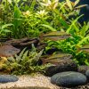 Madagascan Rainbow (Bedotia madagascarensis) for Sale Canada | Rare Freshwater Rainbowfish