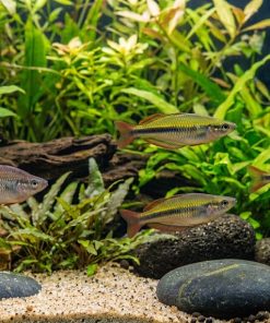 Madagascan Rainbow (Bedotia madagascarensis) for Sale Canada | Rare Freshwater Rainbowfish