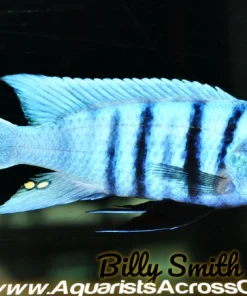 METRIACLIMA FAINZILBERI *MAISONI REEF* (HOUSEBRED, DOMESTIC) 2.5-3.25" 5-8cm 2404