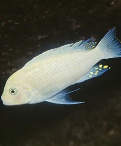 SNOW ZEBRA (METRIACLIMA ESTHERAE .SP WHITE)