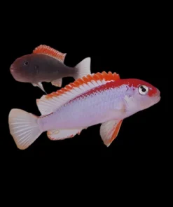NDUMBI RED TOP (Pseudotropheus perspicax "Ndumbi")