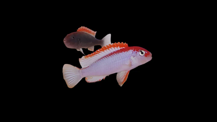 NDUMBI RED TOP (Pseudotropheus perspicax "Ndumbi")