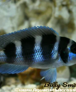 NEOLAMPROLOGUS TRETOCEPHALUS (FIVE BAR)