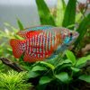Neon Red Dwarf Gourami (Trichogaster lalius) for Sale Canada | Premium Freshwater Gourami