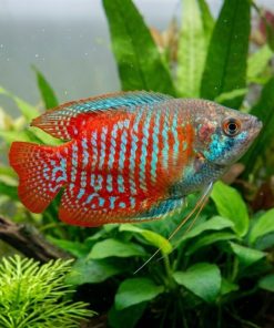Neon Red Dwarf Gourami (Trichogaster lalius) for Sale Canada | Premium Freshwater Gourami