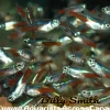 Large Neon Tetra (Paracheirodon innesi) for Sale Canada | Buy Neon Tetras