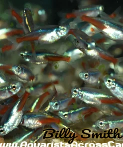 Large Neon Tetra (Paracheirodon innesi) for Sale Canada | Buy Neon Tetras
