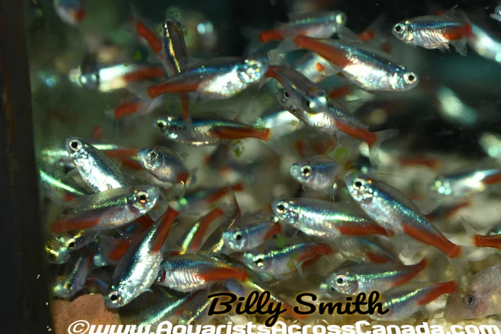Large Neon Tetra (Paracheirodon innesi) for Sale Canada | Buy Neon Tetras