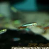 Small Neon Tetra (Paracheirodon innesi) for Sale Canada | Buy Neon Tetras