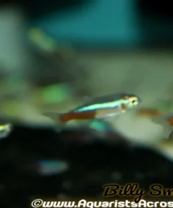 Small Neon Tetra (Paracheirodon innesi) for Sale Canada | Buy Neon Tetras