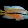 Nicaraguense Cichlid for Sale in Canada | Hypsophrys nicaraguensis