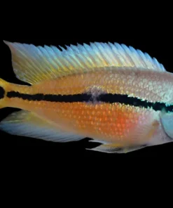 Nicaraguense Cichlid for Sale in Canada | Hypsophrys nicaraguensis