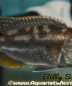 NIMBOCHROMIS FUSCOTAENIATUS (Housebred, Domestic) 4" MALE