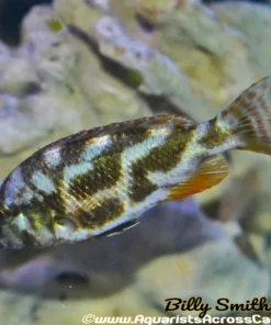 NIMBOCHROMIS LIVINGSTONII (HOUSEBRED, DOMESTIC) 2"