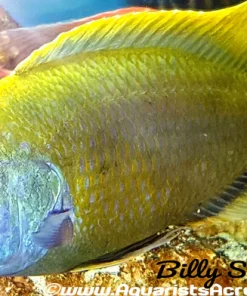 NIMBOCHROMIS VENUSTUS (DOMESTIC) 7" MALE