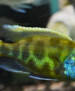 NIMBOCHROMIS VENUSTUS (HOUSEBRED DOMESTIC) 1.5" UNSEXED