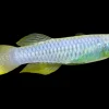 Norman’s Lampeye Killifish (Poropanchax normani) For Sale Canada | Nano Schooling Fish