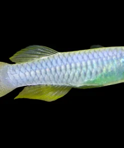 Norman’s Lampeye Killifish (Poropanchax normani) For Sale Canada | Nano Schooling Fish