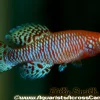 Notho Killifish (Nothobranchius rachovii) for Sale Canada | Rare Freshwater Aquarium Fish