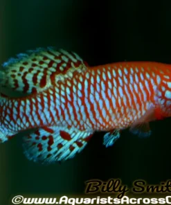 Notho Killifish (Nothobranchius rachovii) for Sale Canada | Rare Freshwater Aquarium Fish