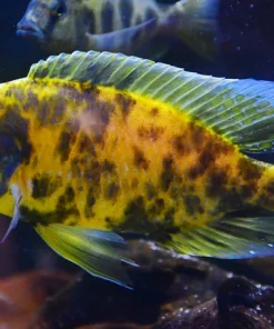 OB VENUSTUS (Nimbochromis Venustus .sp OB) *House bred*