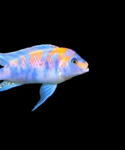 OB ZEBRA (METRIACLIMA ESTHERAE .SP OB)