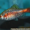 Odessa Barb (Pethia padamya) for Sale Canada | Buy Odessa Barb