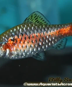 Odessa Barb (Pethia padamya) for Sale Canada | Buy Odessa Barb