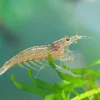 Orange Amano Shrimp (Caridina multidentata) for Sale Canada | Rare Freshwater Shrimp