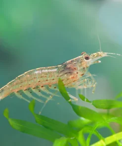 Orange Amano Shrimp (Caridina multidentata) for Sale Canada | Rare Freshwater Shrimp