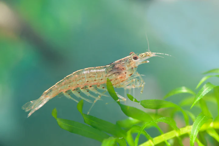 Orange Amano Shrimp (Caridina multidentata) for Sale Canada | Rare Freshwater Shrimp