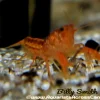 Orange Dwarf Crayfish (Cambarellus patzcuarensis) for Sale Canada | CPO Crayfish