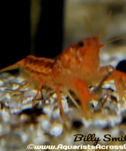Orange Dwarf Crayfish (Cambarellus patzcuarensis) for Sale Canada | CPO Crayfish