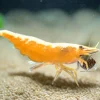 Orange Goldenback Shrimp (Neocaridina davidi var.) Taiwan S Grade for Sale Canada | Premium Aquarium Shrimp