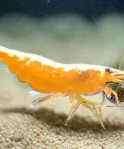 Orange Goldenback Shrimp (Neocaridina davidi var.) Taiwan S Grade for Sale Canada | Premium Aquarium Shrimp