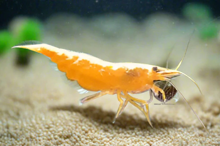 Orange Goldenback Shrimp (Neocaridina davidi var.) Taiwan S Grade for Sale Canada | Premium Aquarium Shrimp